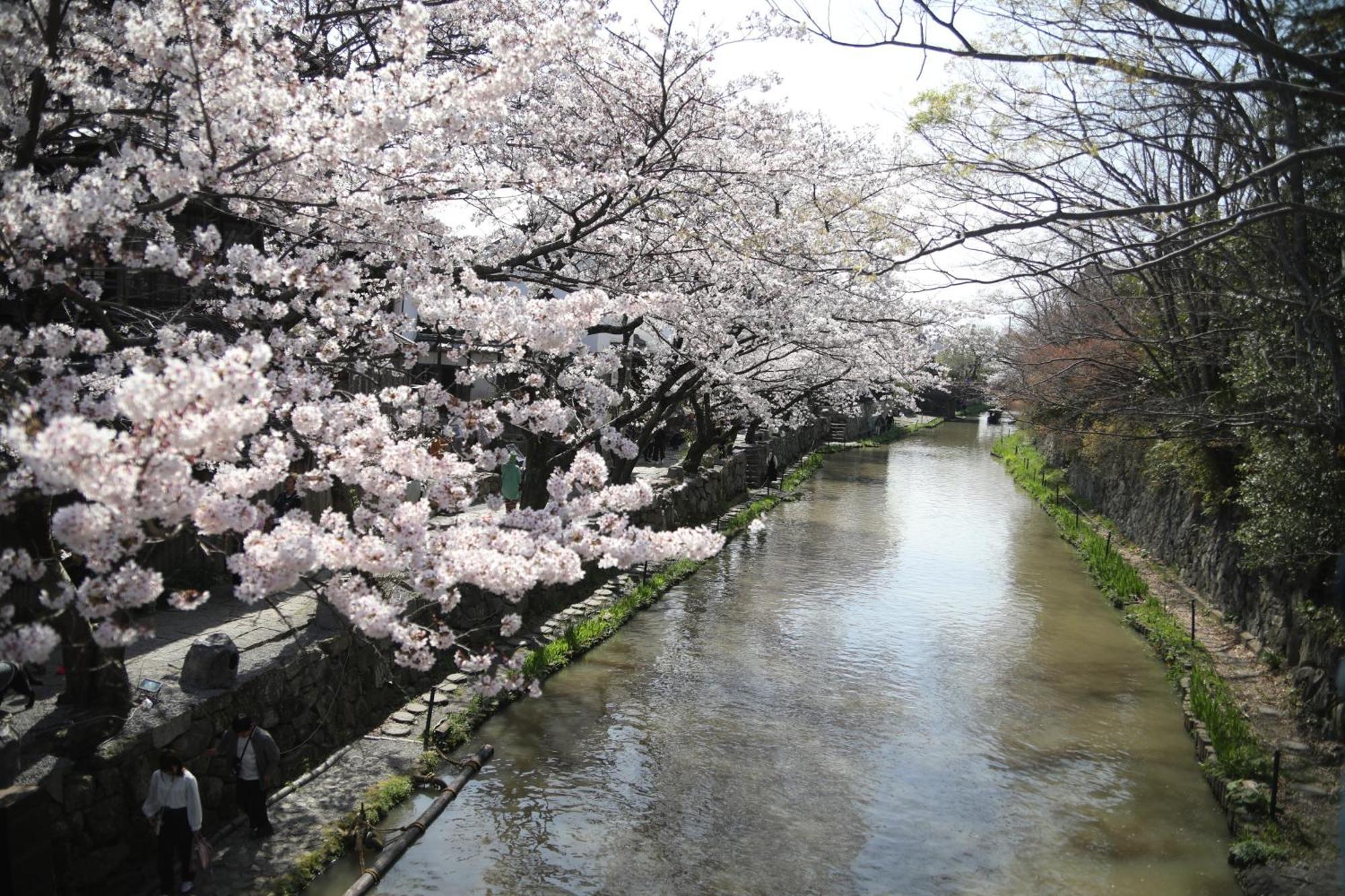 ゲストハウス桜 Guest House Sakura 便利な立地 貸し切り Omihachiman Exterior foto